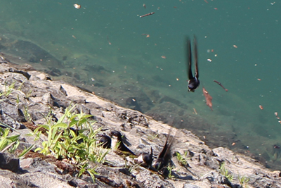小河内ダムの石垣に巣を作っているイワツバメの写真