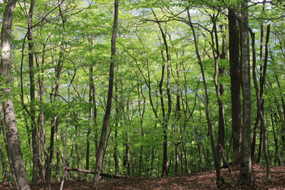 柔らかな緑の林の写真