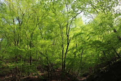 午後になっても美しい新緑の林の写真