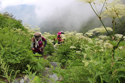 二俣手前のミヤマシシウドのお花畑を歩いている写真