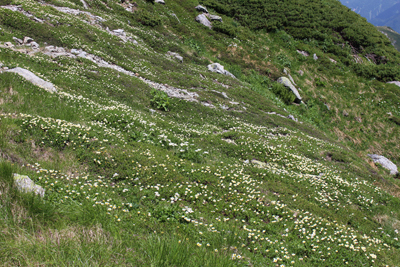 チングルマとハクサンイチゲのお花畑の写真