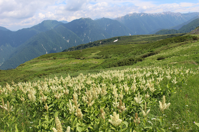 コバイケイソウの群生する五色ヶ原と烏帽子岳方面の写真