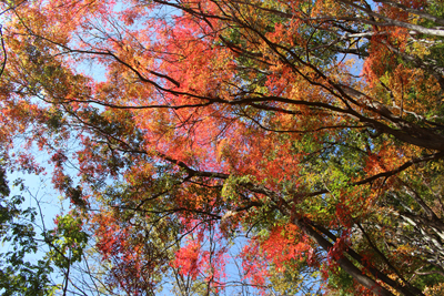 非常にきれいに紅葉した木々の写真