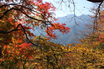 紅葉した赤い葉の向こうに見える両神山の写真