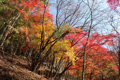 真っ赤に紅葉した木と黄色に色づいた木々の写真
