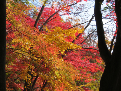 Mさんが撮影した真っ赤に紅葉した木と黄色に色づいて木の写真