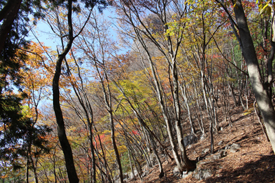 股峠付近の紅葉とその向こうに見える西岳の写真