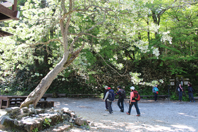 明神のコナシの木の近くを歩いている写真
