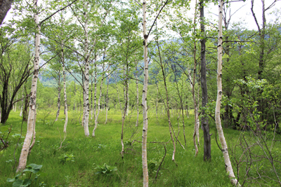 白樺林の写真