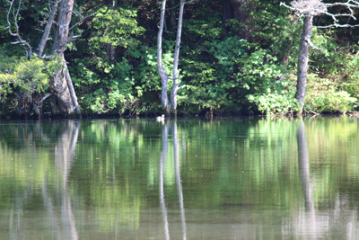 明神池と遠くに浮かんでいるオシドリの写真