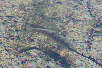 明神池にいる岩魚の写真