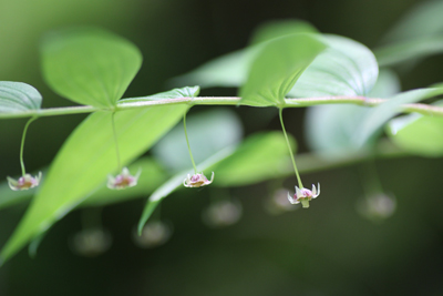 タケシマランの花の写真