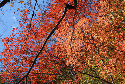 赤く紅葉した木々の写真