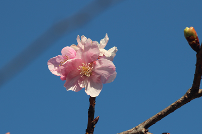 咲き始めた桜の写真