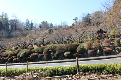 辻村植物園の梅林の写真