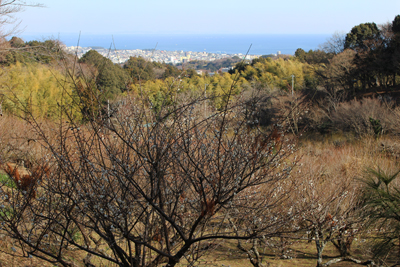 辻村植物園と相模湾の写真