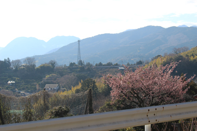 紅梅と箱根の二子山方面の写真