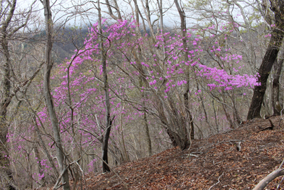 山腹の奥までミツバツツジが咲いている写真