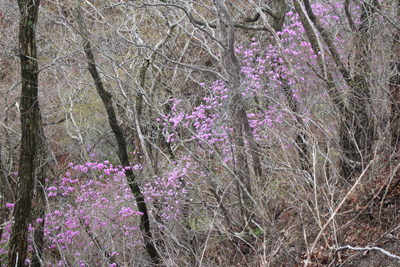笹子峠方面の尾根のミツバツツジの写真