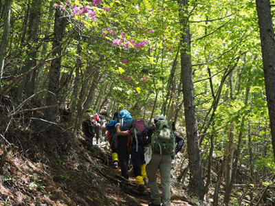Iさんが撮影したミツバツツジが咲く登山道を歩いている写真