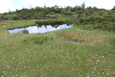 景場平の池塘とワタスゲの写真