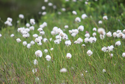 白い綿毛がきれいなワタスゲの群落の写真