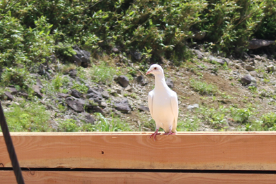 鳩待峠の材木の上に止っている純白の鳩の写真
