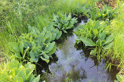 小さな川の脇に大きな葉を広げる水芭蕉の写真