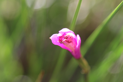 サワランの花の写真