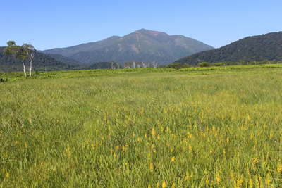 キンコウカのお花畑と至仏山の写真