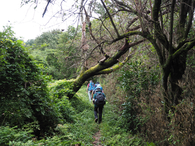 Iさんが撮影した樹木や草がうっそうと茂る登山道を歩いている写真