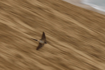 コシアカツバメと思われる飛んでいるツバメの写真