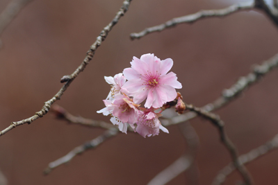 十月桜と思われる花の写真