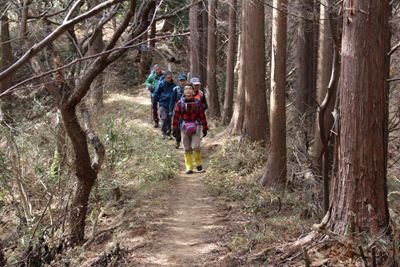 植林帯に付けられた歩きやすい登山道を歩いている写真