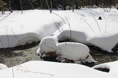 雪原や湿原の中の小島に積もって雪の写真