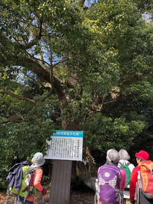 平群天神社の大きなくすの木を見ている写真