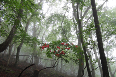霧に包まれて咲くヤマツツジの写真