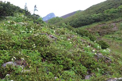 コイワカガミ、ハクサンイチゲなどのお花畑と常念岳の写真