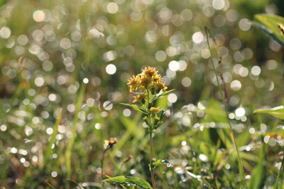 朝露が輝く草原に咲くミヤマアキノキリンソウの写真