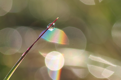 細い枝の先に光る水滴と虹色になった背景のぼかされた水滴の写真
