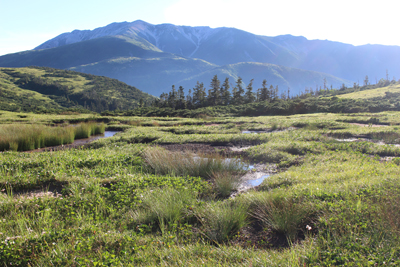 湿原と薬師岳の写真