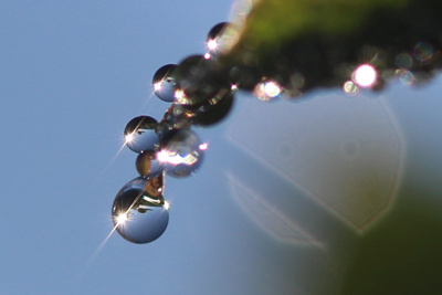 葉の先端に5つほど並んだ水滴の中に光る太陽の写真