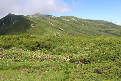 たおやかな北ノ俣岳と赤木岳の写真
