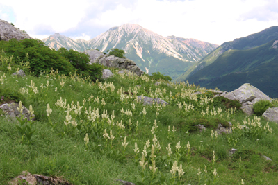 コバイケイソウのお花畑と鷲羽岳の写真
