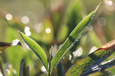 ぼけて光る水滴を背景に葉を伸ばすクマザサの写真