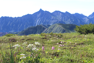 ヨツバシオガマなどの作お花畑の向こうに見える槍ヶ岳の写真