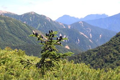 大きな実を付けたオオシラビソと唐沢岳方面の写真