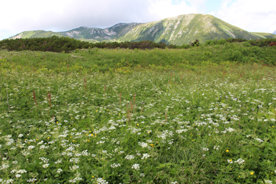 お花畑と双六岳の写真