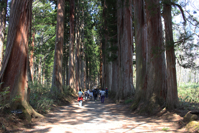 立派な杉並木を歩いている写真