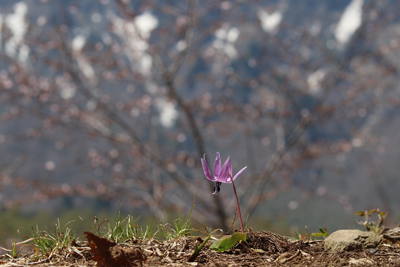 戸隠山の山北と桜を背に一つだけ咲いているカタクリの写真